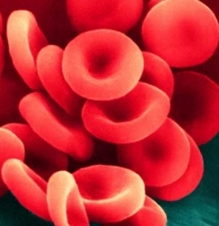 Il sangue - Componenti del sangue, Il plasma, I globuli rossi, I globuli bianchi, Le piastrine